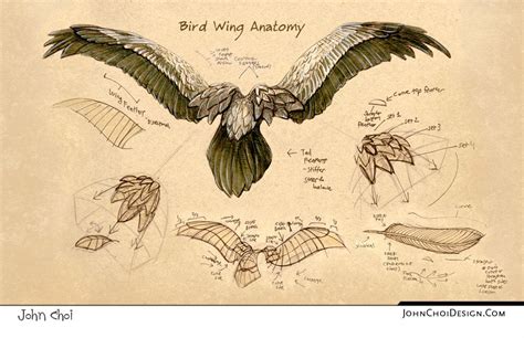 John Choi | Bird drawings, Anatomy drawing, Anatomy art