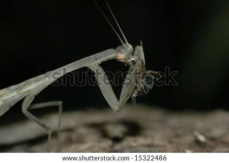 Grey Praying Mantis Hunting Stock Photo 15322486 : Shutterstock