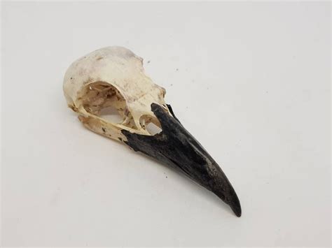 Crow Skull Real Natural Corvus Carone Raven Corvid Taxidermy - Etsy