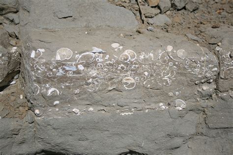 Fossil-rich layers in a sedimentary rock, Año Nuevo State Reserve, California. | Sedimentary ...