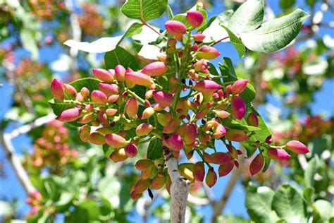 Pistachio Tree Growing and Care Guide | luv2garden.com