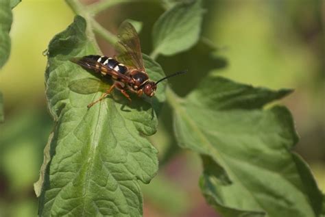 Ground Digger Wasp | Get Rid of Wasps & Hornets | TERRO®