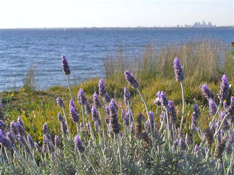 Lavender & Bay Free Stock Photo - Public Domain Pictures