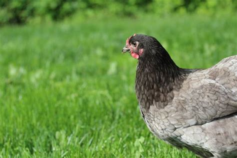 A Chicken A Day: Blue Jersey Giant Hen | Critters | Hens, Blue, Birds