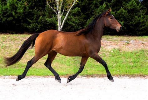 Flirtini - Friesian Sport Horse Mare