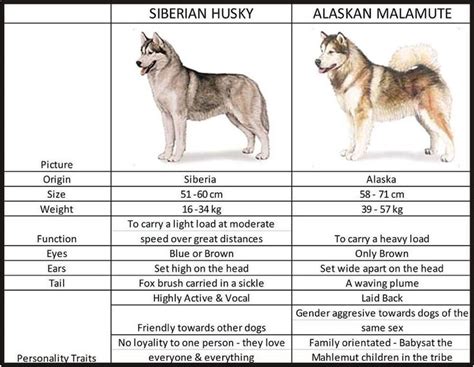 What Is Husky Size