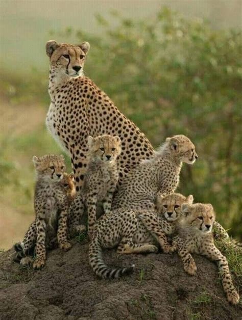 Cheetah Family in Kenya Cheetahs are the fastest animal on earth, while ...