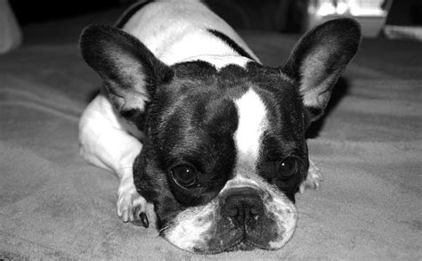 Dog French Bulldog Black And · Free photo on Pixabay