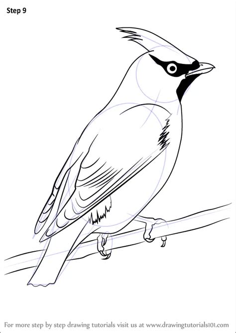 Learn How to Draw Bohemian Waxwing (Birds) Step by Step : Drawing Tutorials