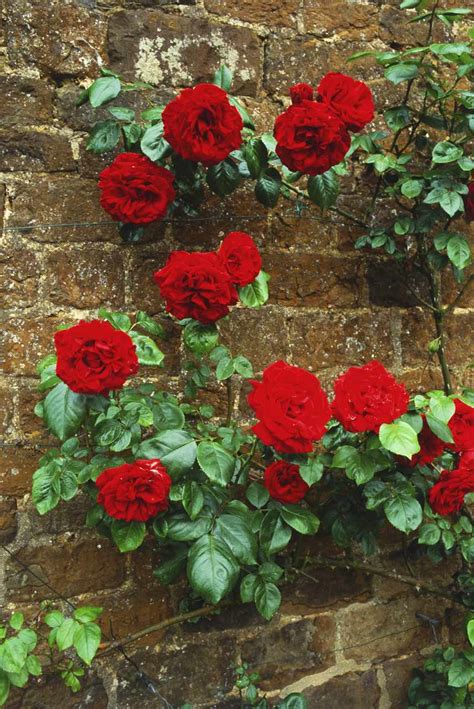 9 Great Varieties of Climbing Roses