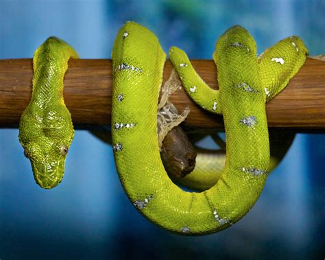 Emerald Tree Boa - Connecticut's Beardsley Zoo