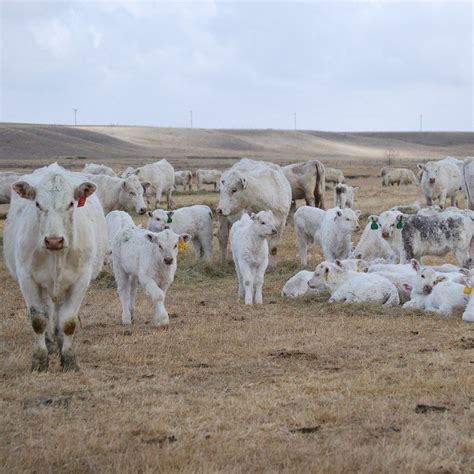 Charolais cattle Choteau Montana, Cattle For Sale, Farm Cow, Showing Livestock, Cow Calf ...