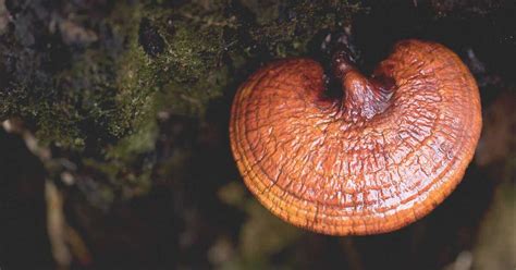 6 Benefits of Reishi Mushroom (Plus Side Effects and Dosage)