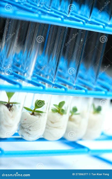 Plant Biotechnology Series 7 Royalty Free Stock Photography - Image: 27306377