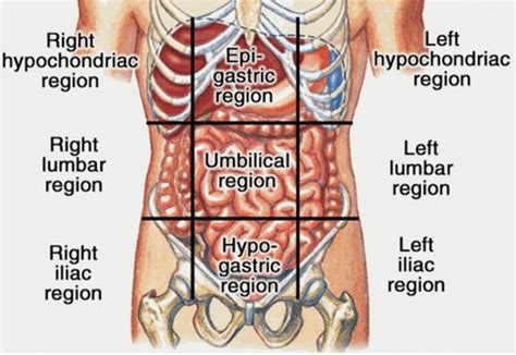 Liver Pain - Location, Causes, Symptoms, Diagnosis and Treatment