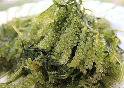 What is Nori? 8 Things to Know About Japanese Seaweed