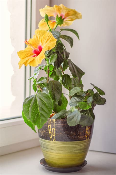 How To Overwinter Hibiscus - Bringing Your Hibiscus Plants Indoors