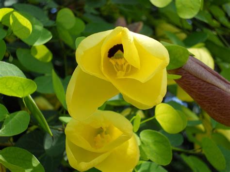 Bauhinia tomentosa (St. Thomas Tree1) - Richard Lyons Nursery, Inc.