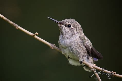 Hummingbird Photos - Rare Views of Hummingbirds