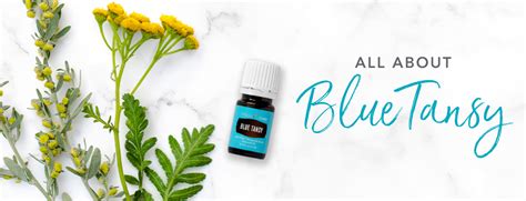 Blue Tansy Oil Uses & Benefits | Young Living Blog