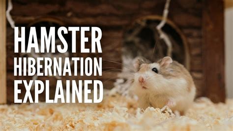 Is My Hamster Hibernating or Dead? Hamster Hibernation Explained - YouTube