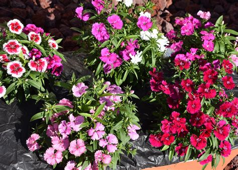 Dianthus varieties add color to landscape in cool weather | Mississippi ...