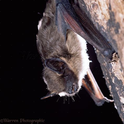 Serotine Bat photo WP11440