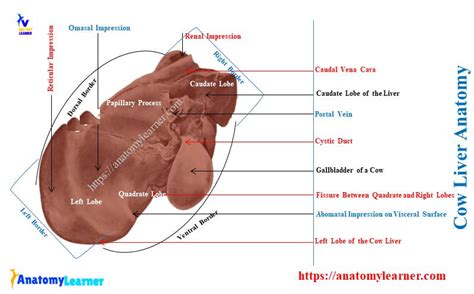 Cow Liver Anatomy - Lobes, Surfaces, and Borders with Diagram » AnatomyLearner >> The Place to ...