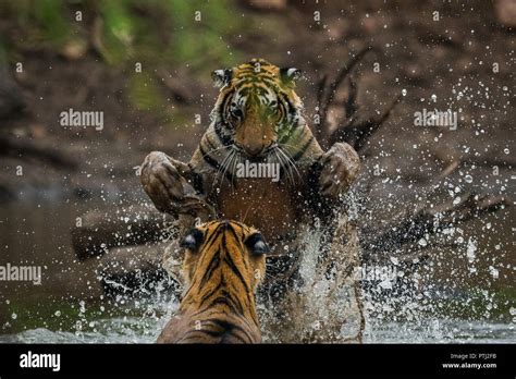 Tiger fight hi-res stock photography and images - Alamy