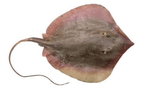 Stingray PNG transparent image download, size: 1600x960px