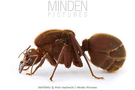 Leafcutter Ant stock photo - Minden Pictures