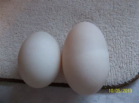 Pekin duck egg size question. | BackYard Chickens - Learn How to Raise ...