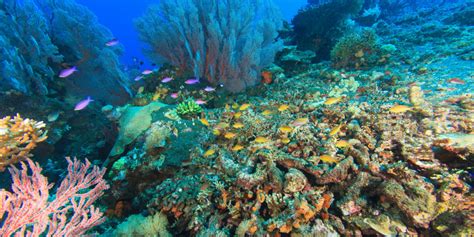 Spratly Islands: Burying Coral Reefs Alive | HuffPost