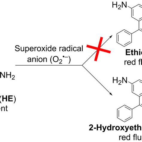 9334 PDFs | Review articles in SUPEROXIDE DETECTION