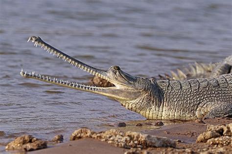 Gharial Crocodile Lays Eggs At Bangladesh Zoo - Reptiles Magazine