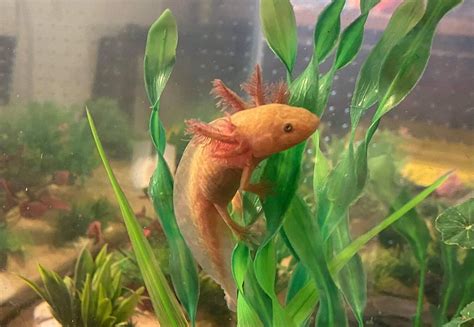 Copper Axolotl (From Breeder LAE)