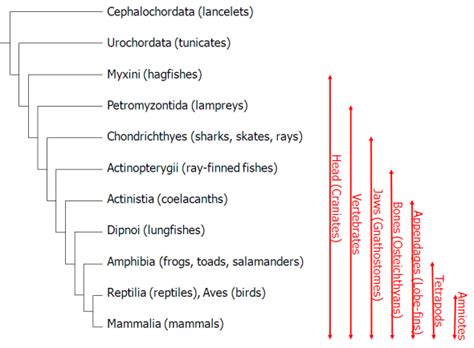 Reading: Chordates – Lab Manual for Biology Part II