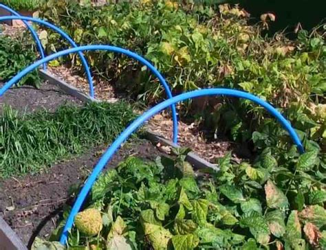 Cheap and Easy DIY Row Covers to Protect Your Garden - Gardening Channel