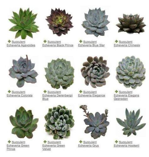 Succulents - a plant guide — My Soulful Home | Suculentas, Plantas ...