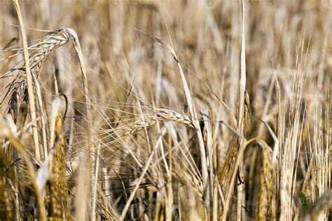 wheat farming field 9490677 Stock Photo at Vecteezy