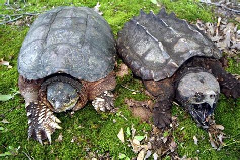 Chelydra.org - Difference between Common and Alligator Snapping Turtle