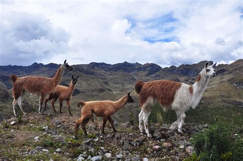 Hiking El Cajas National Park: Ecuador's Undiscovered Gem