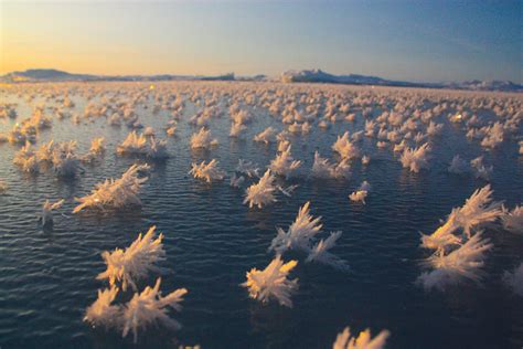 Photo: Frost Flowers in Bloom on Arctic Sea Ice | Live Science