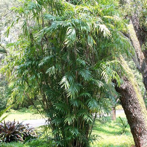 Bamboo Palm Tree Seeds – SEEDTOPIA