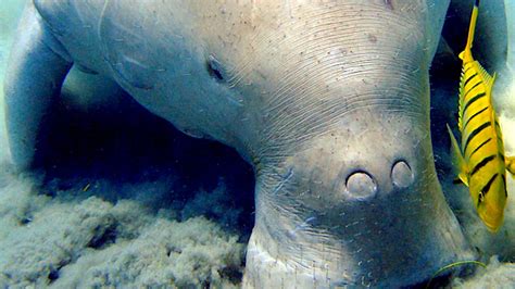 Fish workers critical to saving dugongs and their seagrass habitat