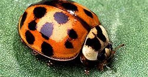 Ladybird Beetle