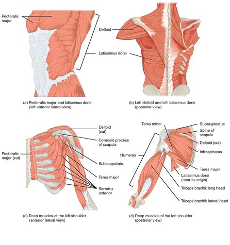 Left Scapula Posterior View