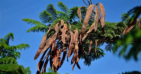 How To Care For A Royal Poinciana Tree | Lawn.com.au