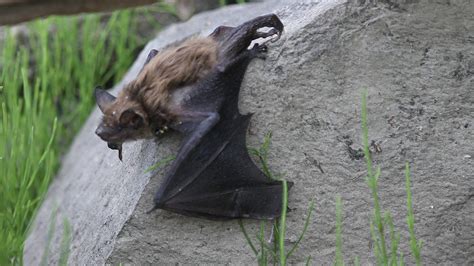 Promoting Bat Conservation in Potton - Sherbrooke Record