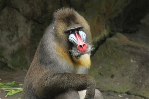 Mandrill, The Largest Monkey of Africa - Taman Safari Bali